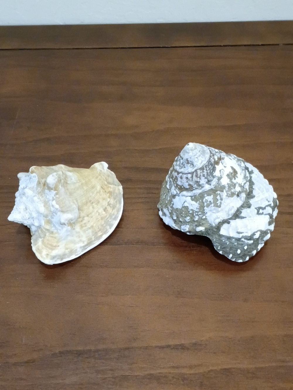Conch Shells, Set Of 2